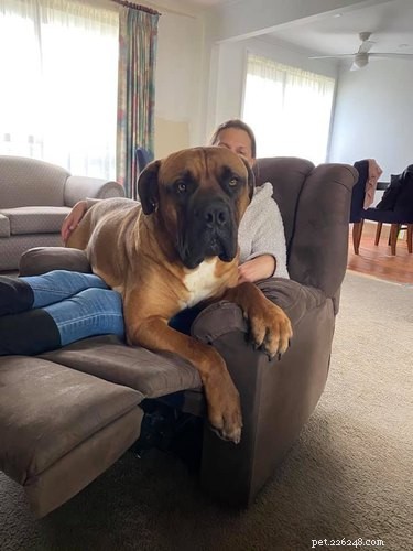 20 Stunning Big Dog Photos That Will Leave You Amazed