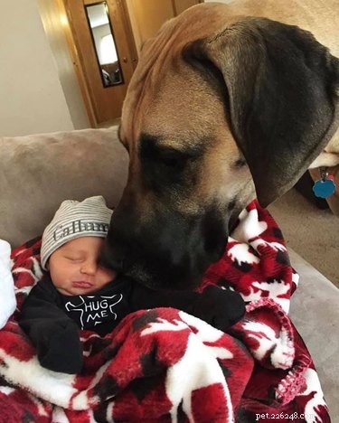 20 Stunning Big Dog Photos That Will Leave You Amazed