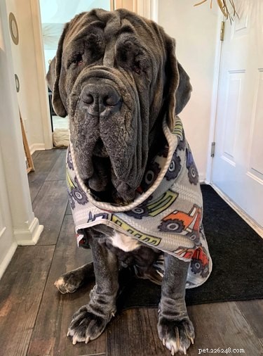 20 Stunning Big Dog Photos That Will Leave You Amazed