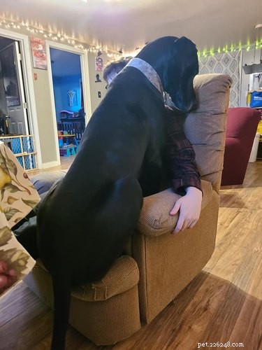 20 Stunning Big Dog Photos That Will Leave You Amazed
