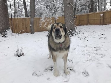 20 Stunning Big Dog Photos That Will Leave You Amazed