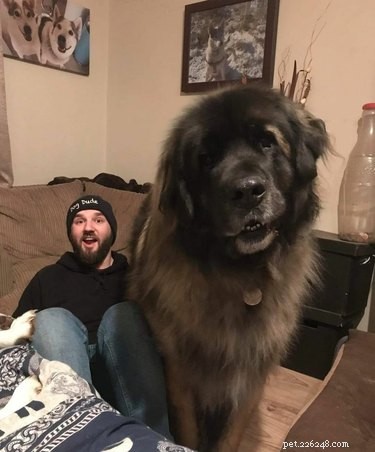 20 Stunning Big Dog Photos That Will Leave You Amazed