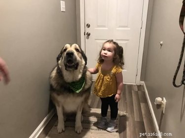 20 Stunning Big Dog Photos That Will Leave You Amazed