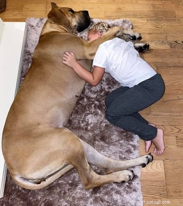 20 Stunning Big Dog Photos That Will Leave You Amazed