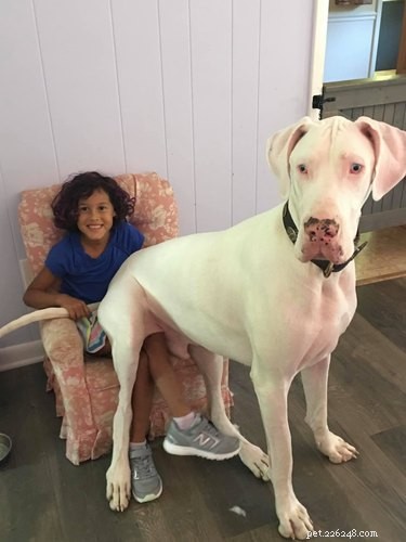 20 Stunning Big Dog Photos That Will Leave You Amazed