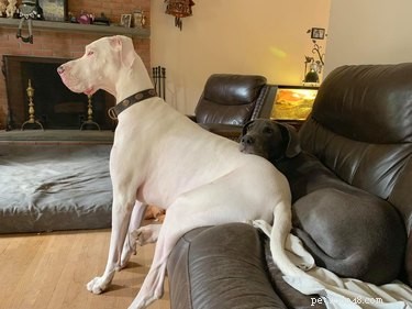 20 Stunning Big Dog Photos That Will Leave You Amazed