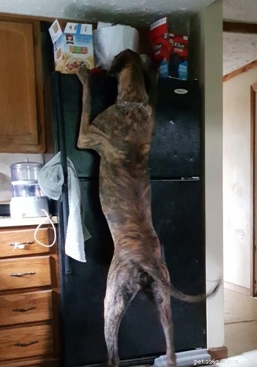 20 Stunning Big Dog Photos That Will Leave You Amazed