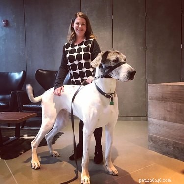 20 Stunning Big Dog Photos That Will Leave You Amazed