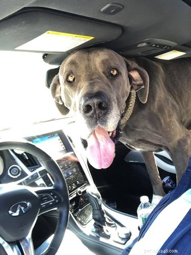 20 Stunning Big Dog Photos That Will Leave You Amazed