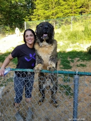 20 Stunning Big Dog Photos That Will Leave You Amazed