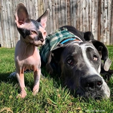 20 Stunning Big Dog Photos That Will Leave You Amazed