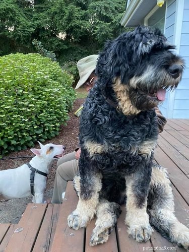 20 Stunning Big Dog Photos That Will Leave You Amazed