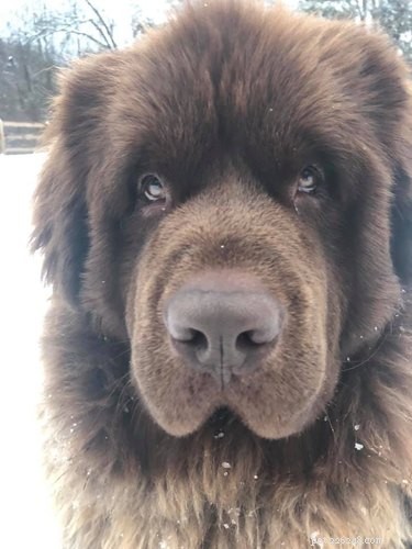 20 Stunning Big Dog Photos That Will Leave You Amazed