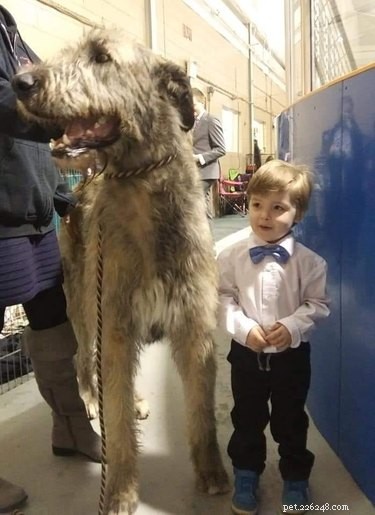 20 Stunning Big Dog Photos That Will Leave You Amazed