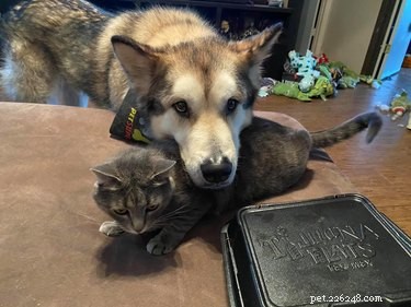 20 Stunning Big Dog Photos That Will Leave You Amazed