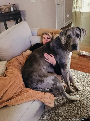 20 Stunning Big Dog Photos That Will Leave You Amazed