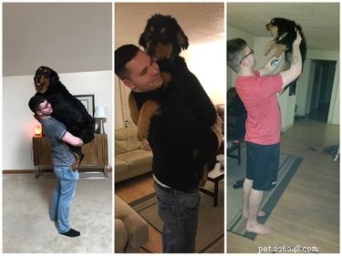 20 Stunning Big Dog Photos That Will Leave You Amazed