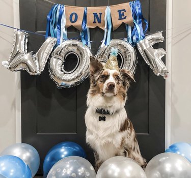 16 Heartwarming Dogs Celebrating Their First Birthday