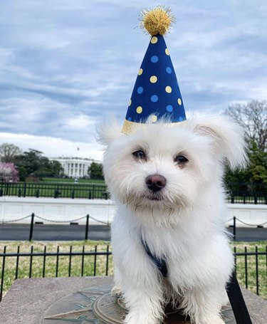 16 Heartwarming Dogs Celebrating Their First Birthday