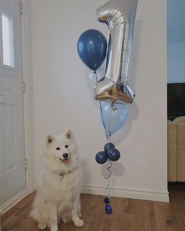 16 Heartwarming Dogs Celebrating Their First Birthday