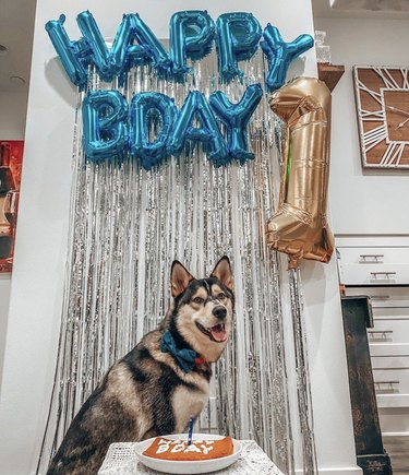 16 Heartwarming Dogs Celebrating Their First Birthday