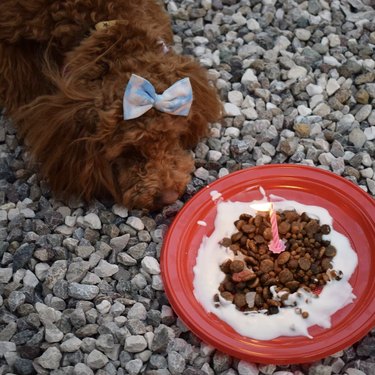 16 Heartwarming Dogs Celebrating Their First Birthday
