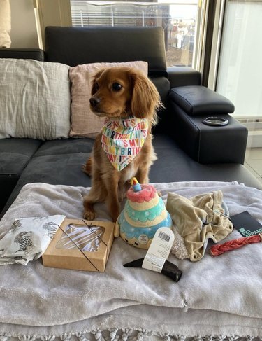 16 Heartwarming Dogs Celebrating Their First Birthday