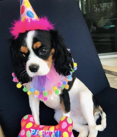16 Heartwarming Dogs Celebrating Their First Birthday