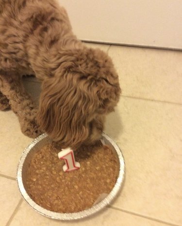 16 Heartwarming Dogs Celebrating Their First Birthday
