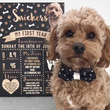 16 Heartwarming Dogs Celebrating Their First Birthday