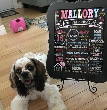 16 Heartwarming Dogs Celebrating Their First Birthday