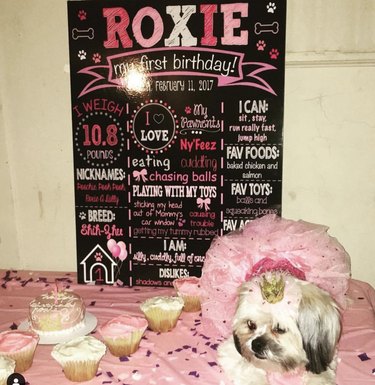 16 Heartwarming Dogs Celebrating Their First Birthday
