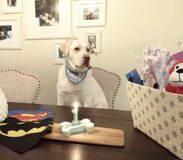 16 Heartwarming Dogs Celebrating Their First Birthday