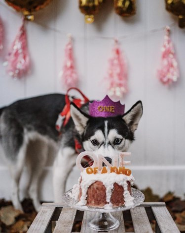 16 Heartwarming Dogs Celebrating Their First Birthday