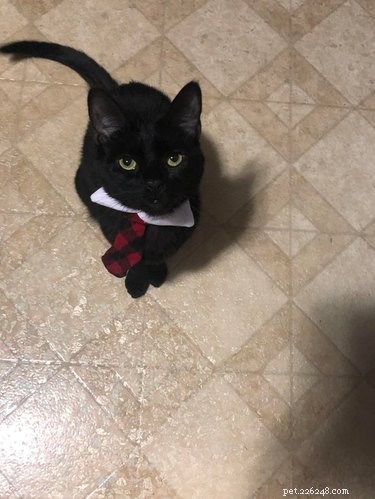 18 Business Cats Decked Out in Corporate Attire