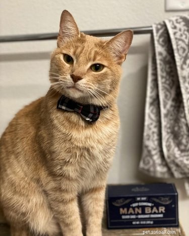 18 Business Cats Decked Out in Corporate Attire