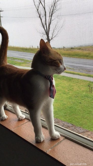 18 Business Cats Decked Out in Corporate Attire