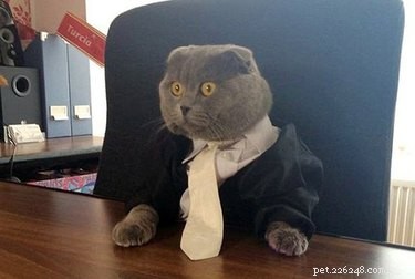 18 Business Cats Decked Out in Corporate Attire