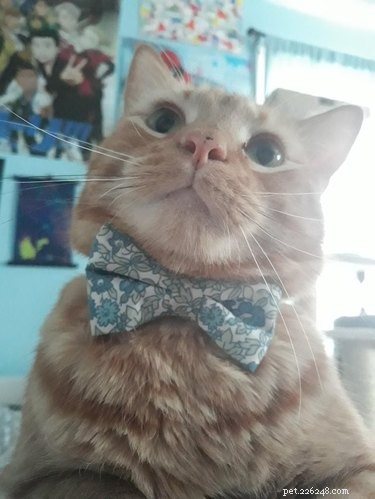 18 Business Cats Decked Out in Corporate Attire