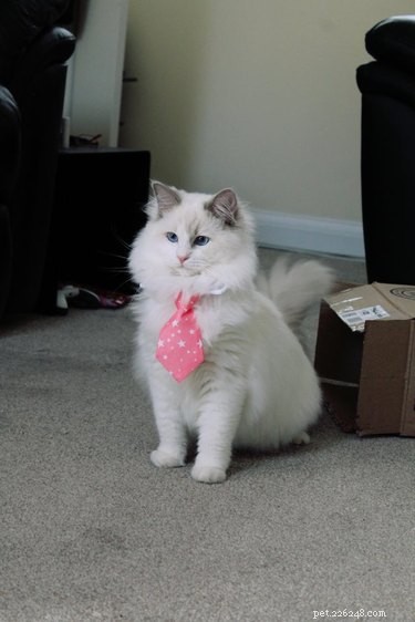 18 Business Cats Decked Out in Corporate Attire