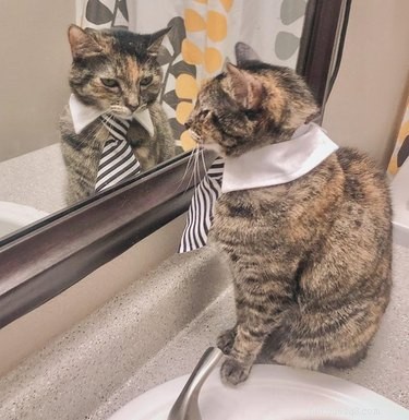 18 Business Cats Decked Out in Corporate Attire