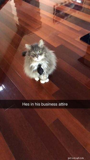 18 Business Cats Decked Out in Corporate Attire