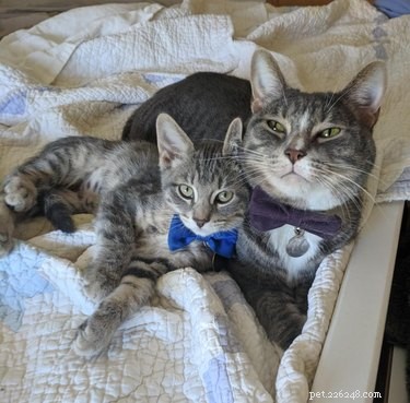 18 Business Cats Decked Out in Corporate Attire