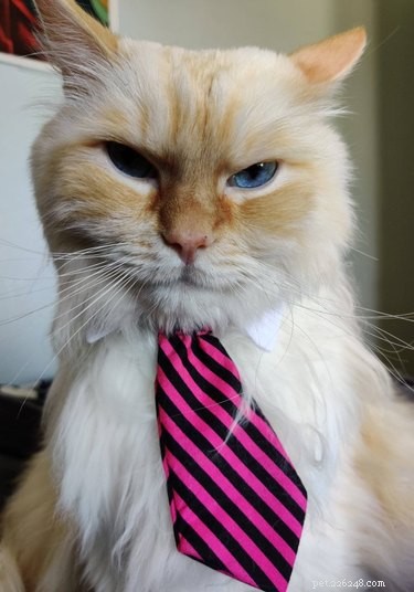 18 Business Cats Decked Out in Corporate Attire