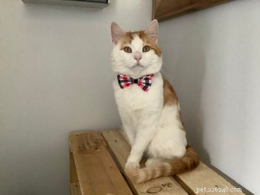 18 Business Cats Decked Out in Corporate Attire