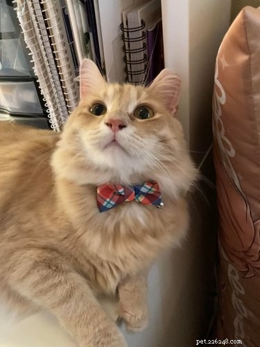 18 Business Cats Decked Out in Corporate Attire