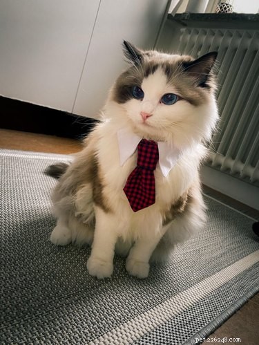 18 Business Cats Decked Out in Corporate Attire