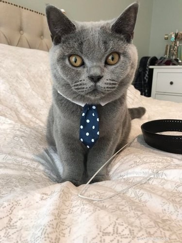 18 Business Cats Decked Out in Corporate Attire