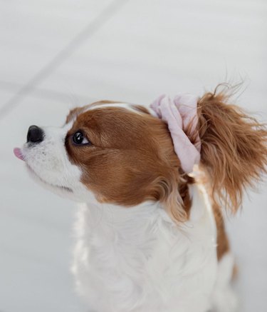 16 Dogs Who Rock the Cutest Ponytails