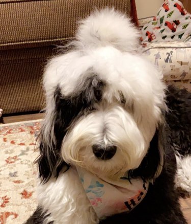 16 Dogs Who Rock the Cutest Ponytails